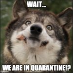 quarantine confusion | WAIT... WE ARE IN QUARANTINE!? | image tagged in funny dogs,quarantine,covid-19 | made w/ Imgflip meme maker