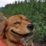 Weed doggo | OHHHHH YEAHHHHH; THATS GOOOOOOOD | image tagged in weed doggo | made w/ Imgflip meme maker