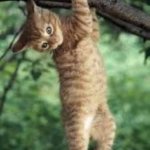 Cat hanging from tree | HANG ON; FRIDAY'S COMING?? | image tagged in cat hanging from tree | made w/ Imgflip meme maker