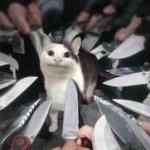 knives surrounding polite cat meme