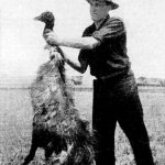 Great emu war