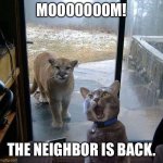 House Cat with Mountain Lion at the door | MOOOOOOOM! THE NEIGHBOR IS BACK. | image tagged in house cat with mountain lion at the door | made w/ Imgflip meme maker