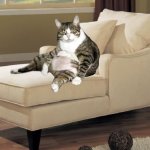 Fat Cat On Lounge Chair