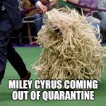 Spagetti dog | MILEY CYRUS COMING OUT OF QUARANTINE | image tagged in spagetti dog | made w/ Imgflip meme maker