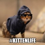 Hoody Cat Meme | #KITTENLIFE | image tagged in memes,hoody cat | made w/ Imgflip meme maker