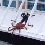 Octopus pulling man
