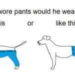 How a Dog Would Wear Pants