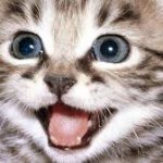 Funny Cat