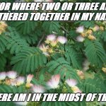 fern | FOR WHERE TWO OR THREE ARE GATHERED TOGETHER IN MY NAME, THERE AM I IN THE MIDST OF THEM. | image tagged in fern | made w/ Imgflip meme maker