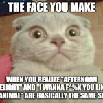 Stunned Cat | THE FACE YOU MAKE; WHEN YOU REALIZE "AFTERNOON DELIGHT" AND "I WANNA F^%K YOU LIKE AN ANIMAL" ARE BASICALLY THE SAME SONG | image tagged in stunned cat | made w/ Imgflip meme maker