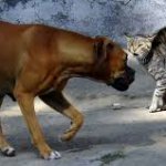 Dog vs Cat Fight