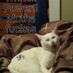 Crazy cat | image tagged in crazy cat | made w/ Imgflip meme maker