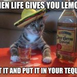 Tequila Cat | WHEN LIFE GIVES YOU LEMONS; CUT IT AND PUT IT IN YOUR TEQUILA | image tagged in tequila cat | made w/ Imgflip meme maker
