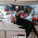 Get off | OFF THE COUNTER? You must be NEW here... | image tagged in cat on the counter | made w/ Imgflip meme maker
