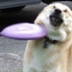 Dog get hit by frisbi