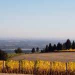 The Oregon Wine Country