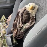 Seatbelt eagle meme