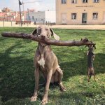 Dog with big stick and small dog