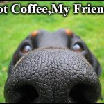 dog | Got Coffee,My Friend? | image tagged in dog | made w/ Imgflip meme maker