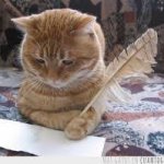 writer cat