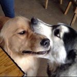 Doggo bite/kiss
