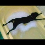 Dog avoiding Bath