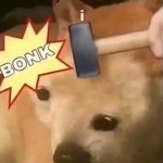 Doge Bonk