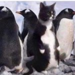 Penguin cat meme