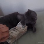money cat meme