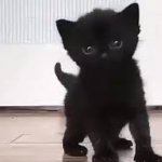 my black kitten