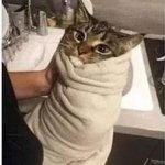 Angry cat wrap