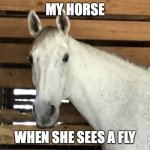 staring horse | MY HORSE; WHEN SHE SEES A FLY | image tagged in staring horse | made w/ Imgflip meme maker