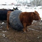 STUCK COW