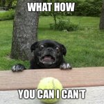 Pug Tennis Ball | WHAT HOW; YOU CAN I CAN’T | image tagged in pug tennis ball | made w/ Imgflip meme maker