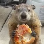 Groundhog eating pizza