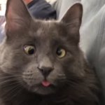 Hillary 2016 voting cat