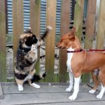 Angry cat and scared dog
