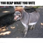 You Reap What You Vote