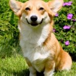 Caption this, the meme template is called bad joke CorgiLove | image tagged in bad joke corgilove | made w/ Imgflip meme maker