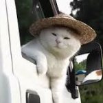 farmer cat