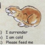 Surrender cat