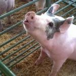Teaching a pig to sing