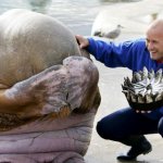 embarrassed walrus