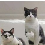 THUMBS UP CATS | KIM JONG UN: IS POSSIBLY DEAD; NORTH KOREANS: | image tagged in thumbs up cats | made w/ Imgflip meme maker