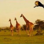 Lion jumping at giraffe