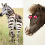 Zebra and horse meme