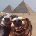Pyramid dogs