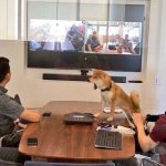 Shocked Office Dog