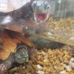 Finals week got me like | WHAT DO YOU MEAN FINALS ARE NEXT WEEK! | image tagged in wide eyed turtle,finals week,college | made w/ Imgflip meme maker