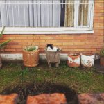 Cat in Planter